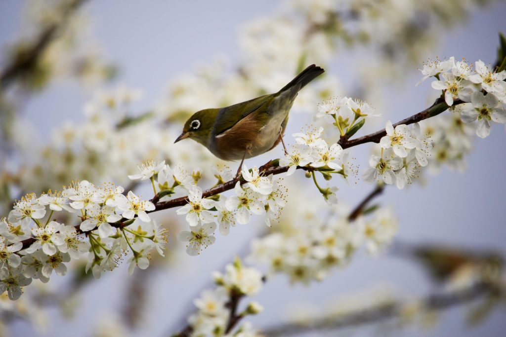 A close-up photograph of a small brown bird perched on the tree branch of apple blossom during the spring season. Read Sky Bird Travel & Tours travel blog "2023 Spring Travel Destinations" which is great for travel agents.