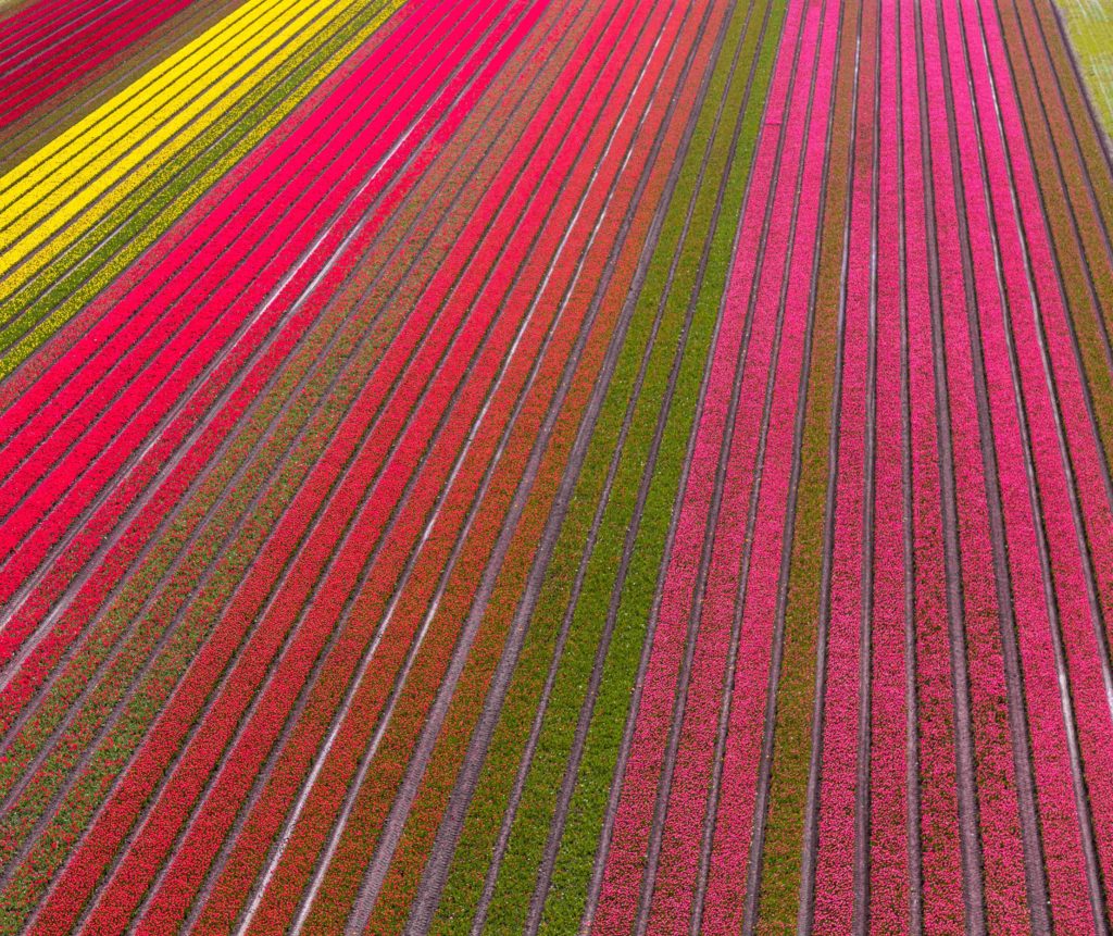 A beautiful tulip field in Holland, Netherlands in Europe, one of the top 10 spring break destinations. There are even vertical rows of flowers as far as the eye can see, in pink and yellow.