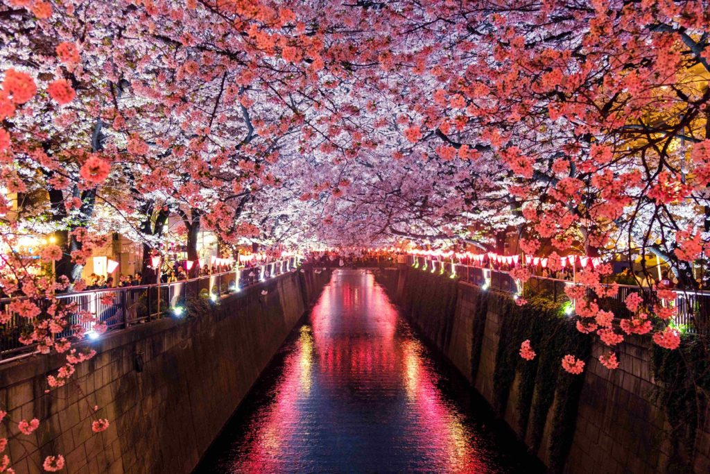 A stunning image of Tokyo, Japan during the cherry blossom Sakura season. Pink is overwhelming the photo, and cherry blossom trees as far as the eye can see are covering a calm river.
