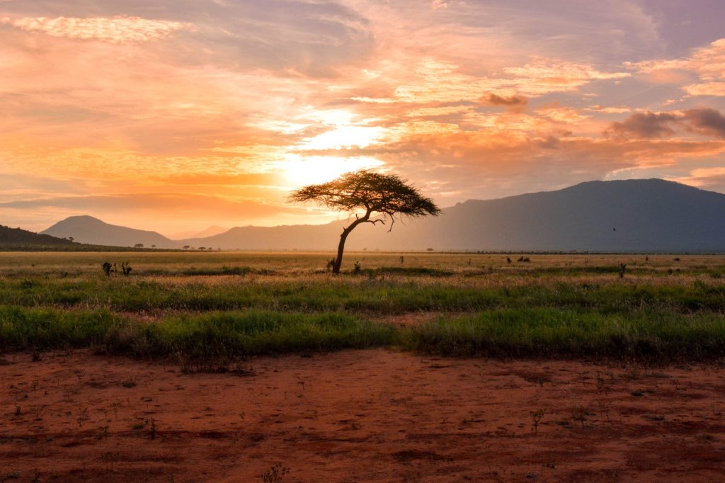 In the center of the image, a single tree is blocking the sunset around the safari and the wild game animals. Sky Bird Travel & Tours declares this a beautiful destination for wild animals and travelers.
