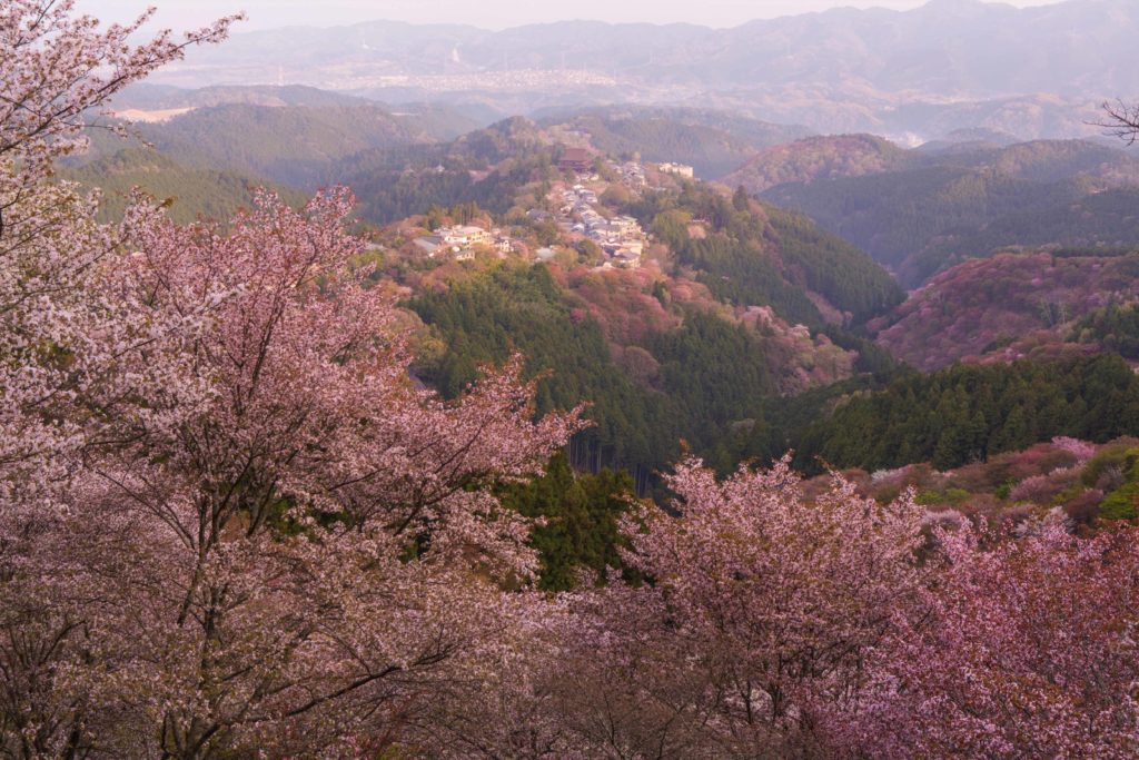 A landscape shot showing the vast mountains of Yoshinoyama in Japan, which is Sky Bird Travel & Tours top 10 spring break destination. There are pink cherry blossom trees and sakura blooms as far as the eye can see.