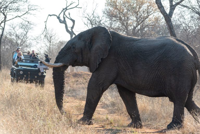 A large grey elephant crosses a dirt path in the safari, passing close by a group of tourists on tour. The types of tours with Sky Bird vary, but this one is a blue jeep car tour throughout the African Safari.