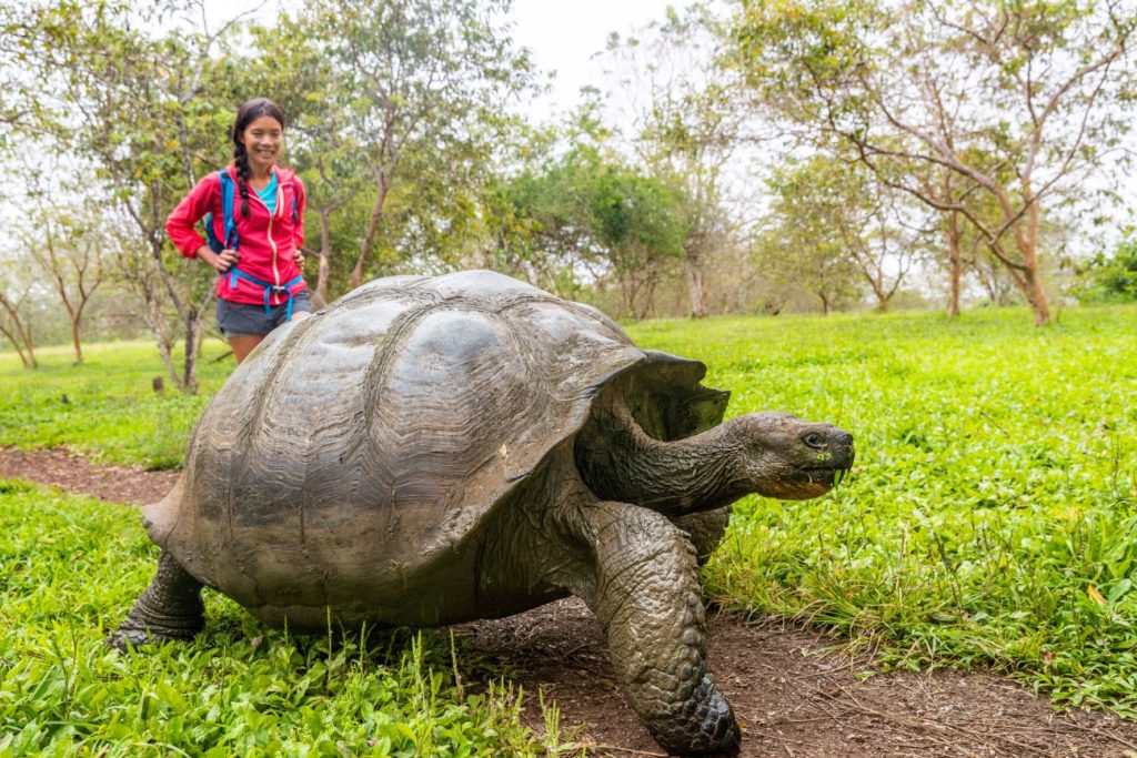 A giant and ancient tortoise walks along a grassy path, followed close behind by a young female hiker. This nature photo was taken at Galapagos National Park in Galápagos, Ecuador at Santa Cruz island.