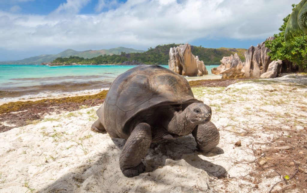 A famous island, bird island in Seychelles, known for its bright blue waters, soft sand, and various animals is featured in Sky Bird Travel & Tours travel blog. A large tortoise, hundreds of years old, crawls along a beautiful beach.