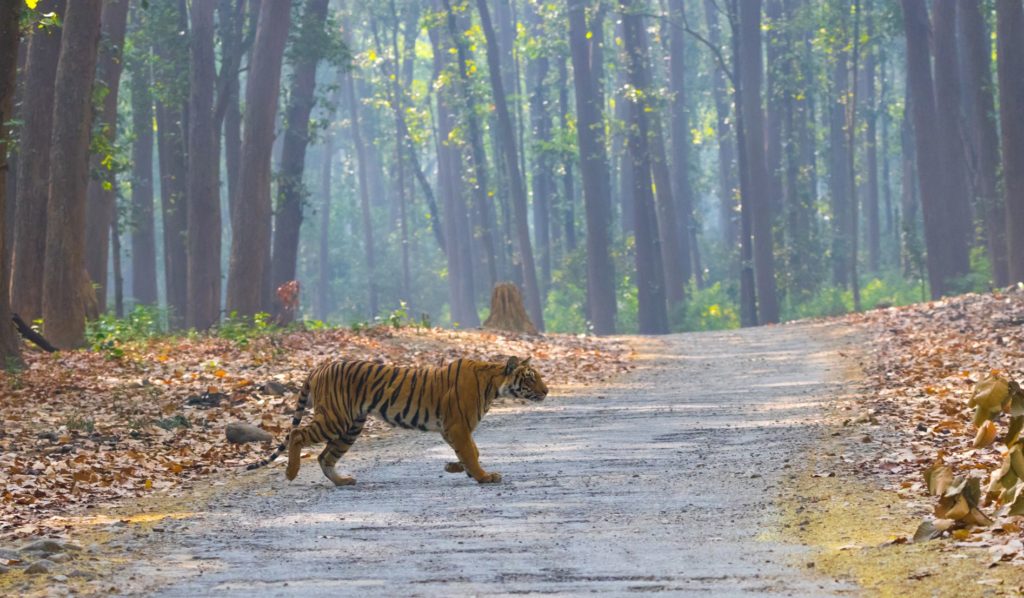 Jim Corbett National Park in Nainital, India is a legendary travel location, and Sky Bird travel has declated it a top 10 national park to visit in 2023. In the image, a tiger crosses a dirt-path in the wooded forest, not paying attention to the camera.