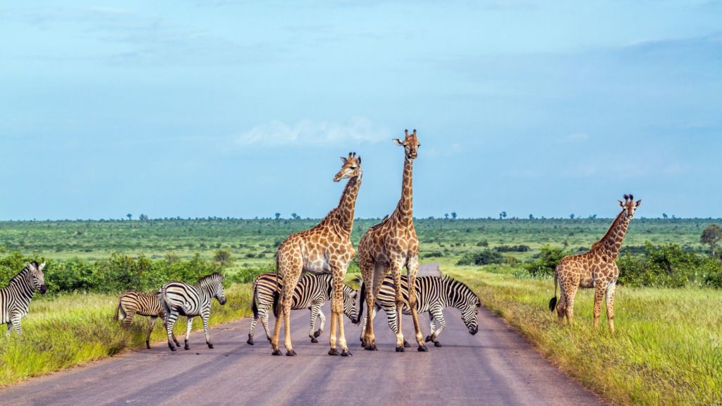 South Africa is instant recognizable in this photo of Kruger National Park at Limpopo Mpumalanga! A group of giraffes and zebras stand in the center of the road and enjoy the beautiful sunshine and green grass.