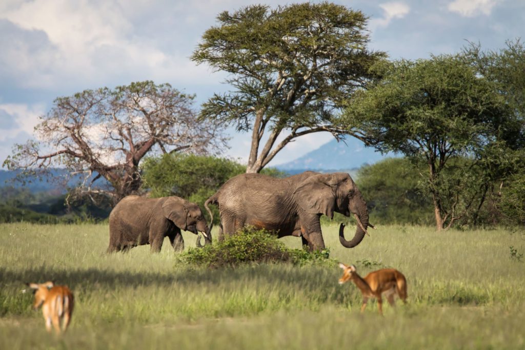 An elephant and her baby cross the grasslands and pass by small gazelles which populate the iconic Tarangire National Park in Arusha, Tanzania. This image is featured in Sky Bird Travel & Tours blog post about the top 10 national parks to visit in 2023!