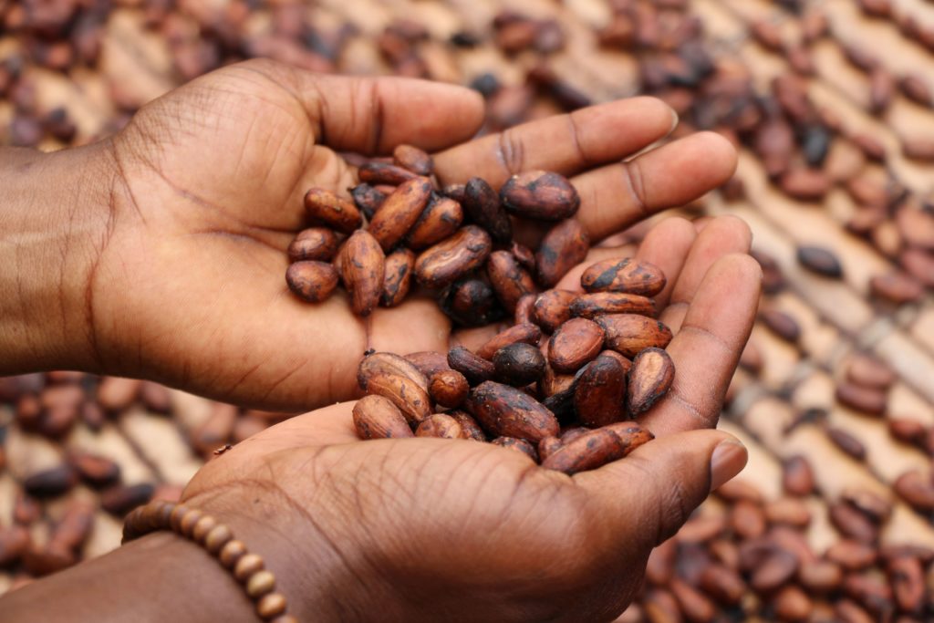 A closeup shot of human hands cupping cocoa seeds that have been harvested and roasted and are ready to be made into rich chocolate. This image is featured in Sky Bird Travel & Tours blog post, "Top 10 Destination: Trinidad and Tobago," which describes the best activities on the twin Caribbean islands.