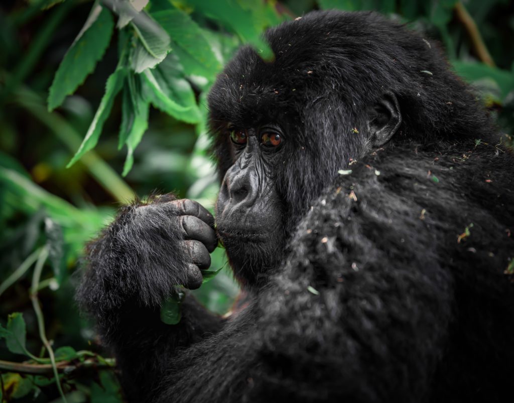 A portrait of a baby gorilla in the forest, the families are protected at a local conservatory in Africa. This image is featured in the Sky Bird Travel & Tours blog, "Africa's Top Landmarks," which describes the best things to do and see on vacation in Africa.