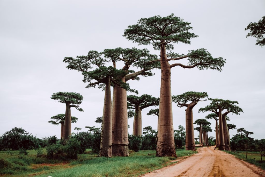 A shot of the Avenue of Baobabs, a dirt path along the road lined with ancient Baobab trees that have been around for thousands of years. This image is featured in the Sky Bird Travel & Tours blog, "Africa's Top Landmarks," which describes the best things to do and see on vacation in Africa.