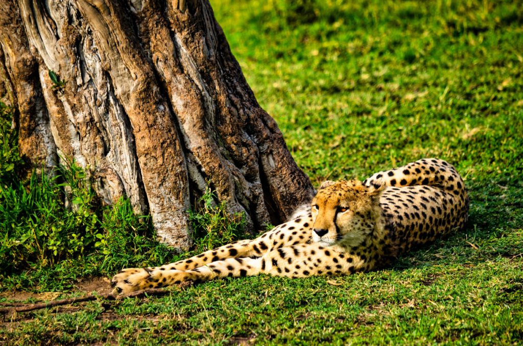 A shot of a cheetah laying on the ground in the national park that protects animals, which can be a fun vacation activity for the itinerary. This image is featured in the Sky Bird Travel & Tours blog, "Africa's Top Landmarks," which describes the best things to do and see on vacation in Africa.