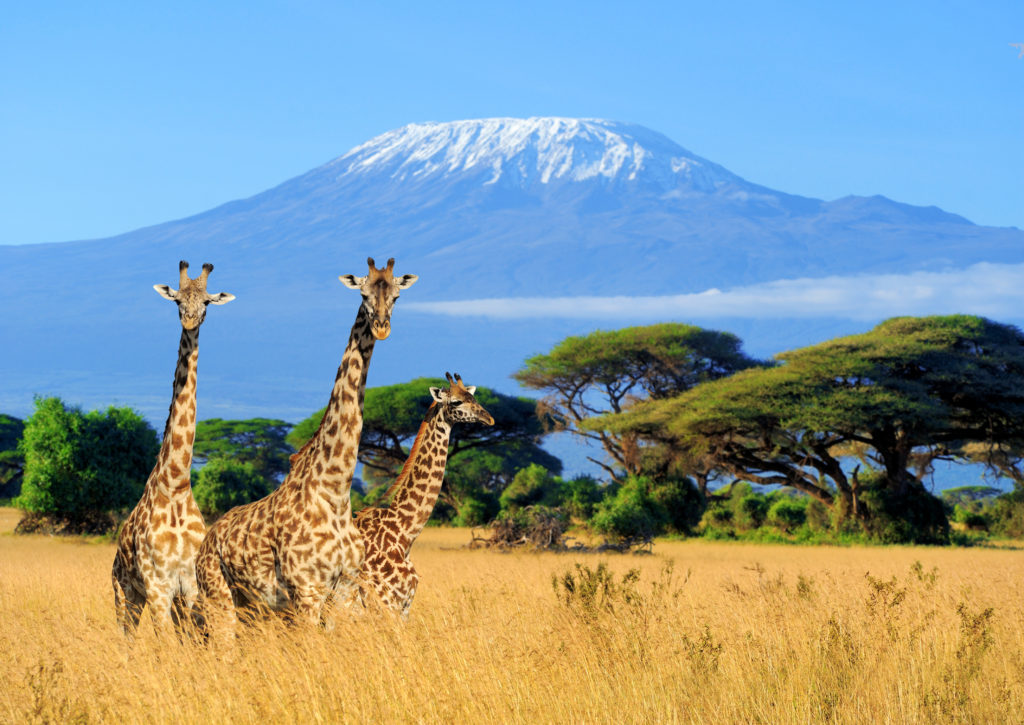 A shot of three young giraffes in the Volcanoes National Park in Kenya with a backdrop of Mt. Kilimanjaro. This image is featured in the Sky Bird Travel & Tours blog, "Africa's Top Landmarks," which describes the best things to do and see on vacation in Africa.