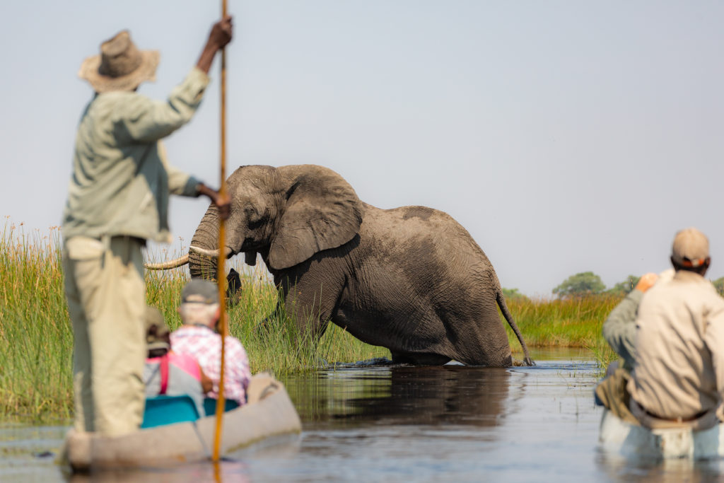 This Image of an elephant pulling itself out of a river in Botswana is featured in the Sky Bird Travel & Tours tour blog, "Best Honeymoon Destinations," which lists the most romantic locations for newlyweds and couples.