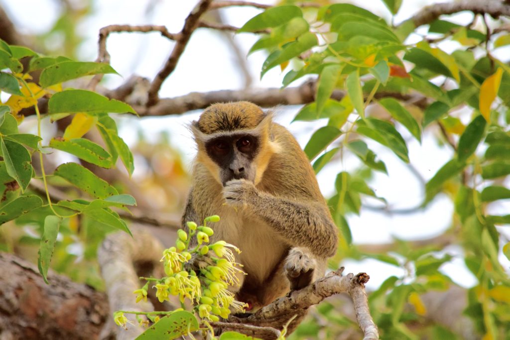 Featured in Top 10 Destination: Ghana by Sky Bird Travel & Tours, this image shows a money sitting in the Mole National Park in India.