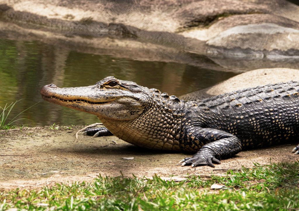 Featured in Top 10 Destination: Ghana by Sky Bird Travel & Tours, this image shows a sacred crocodile at the Paga Crocodile Pond in India.