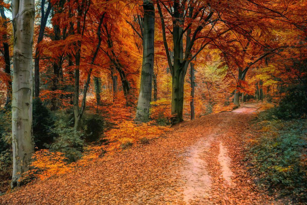 This image of a forest and walking path in the fall covered with vibrant orange leaves which is featured in the Sky Bird Travel & Tours blog post "Autumn Vacation Destinations"