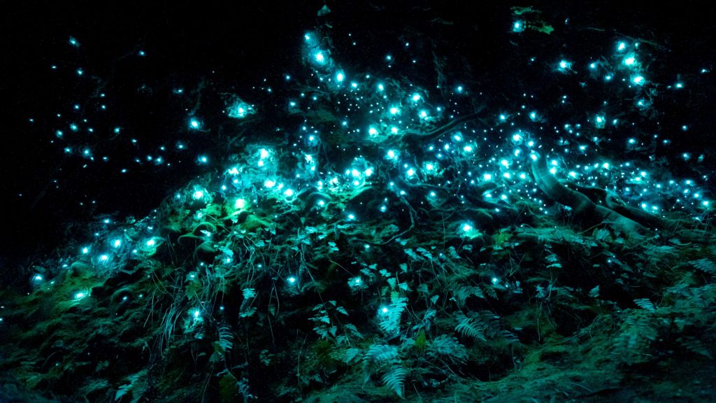 featured in sky bird travel & tours blog post top 10 destination new zealand this image shows a beautiful glowworm cave