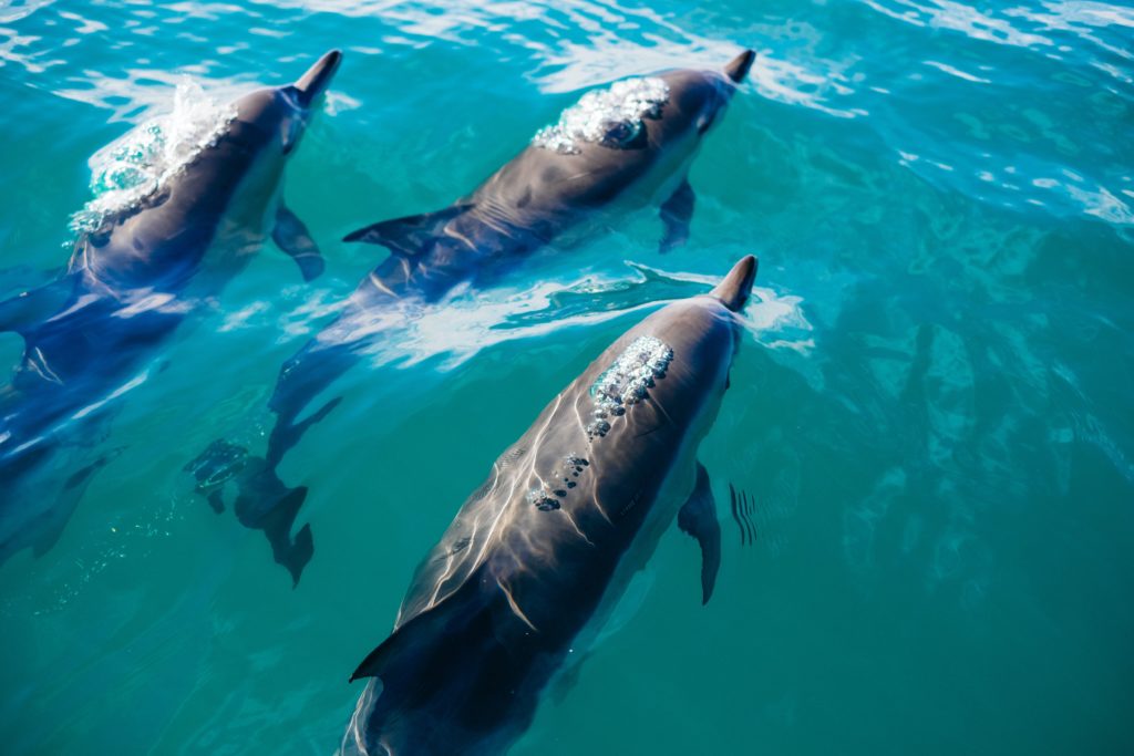 featured in sky bird travel & tours blog "top 10 destination new zealand" which features dolphins swimming in kaikor.
