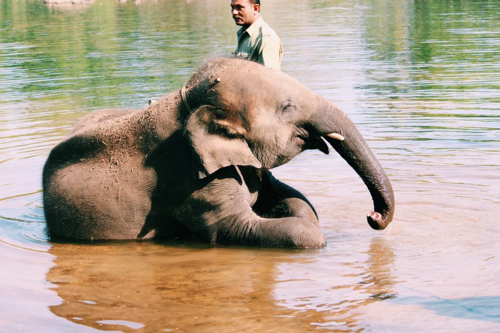 Featured in Top 10 Indian Cities by Sky Bird Travel & Tours, this image shows the Dubare Elephant Camp in Kodagu, India.