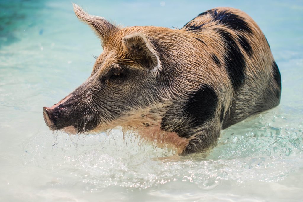 Featured in the blog "Top 10 Destination: The Bahamas" by Sky Bird Travel & Tours, this image shows a pig in the water on Pig beach.