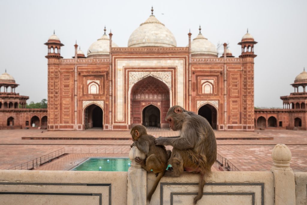 Featured in Top 10 Indian Cities by Sky Bird Travel & Tours, this image shows Uttar Pradesh with local monkeys in Agra, India.